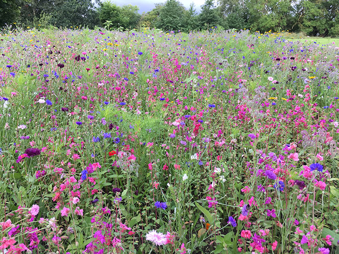 A wildflower meadow in bloom