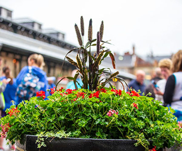 Blooming flowers in a planter by the market square