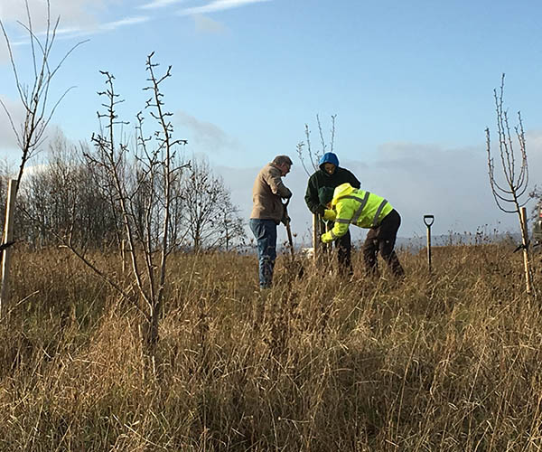 Rangers planting trees