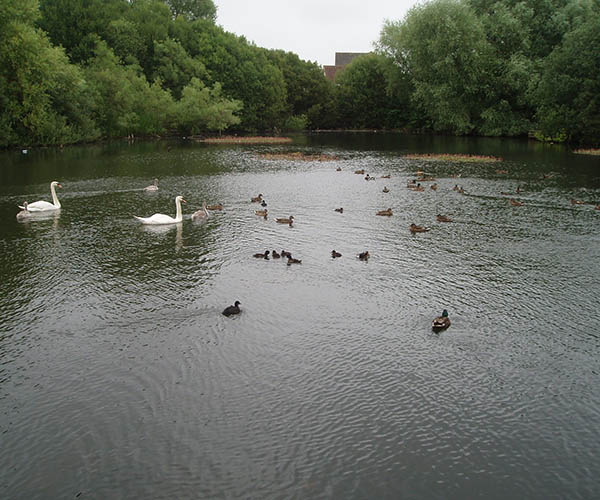 Ducks on the water in South Park