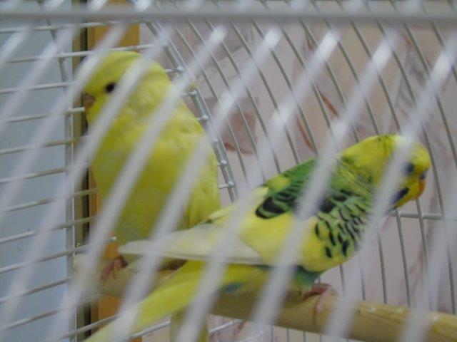 two budgies at Oban Court