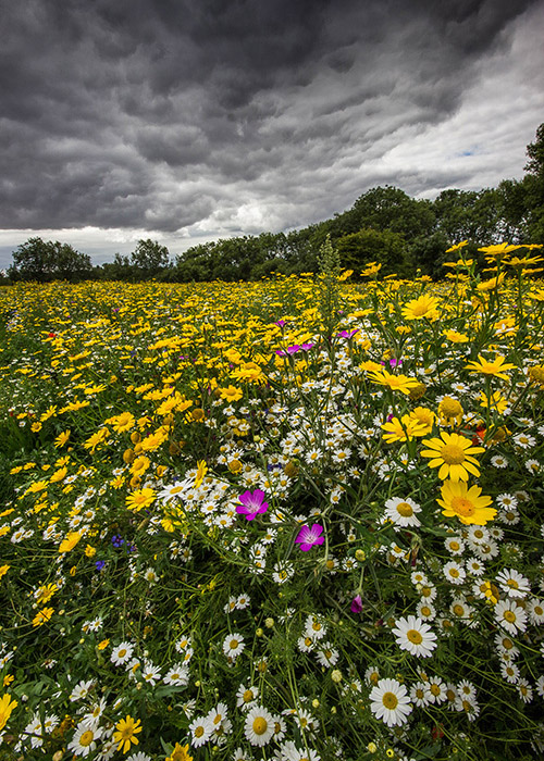 a wildflower meadow